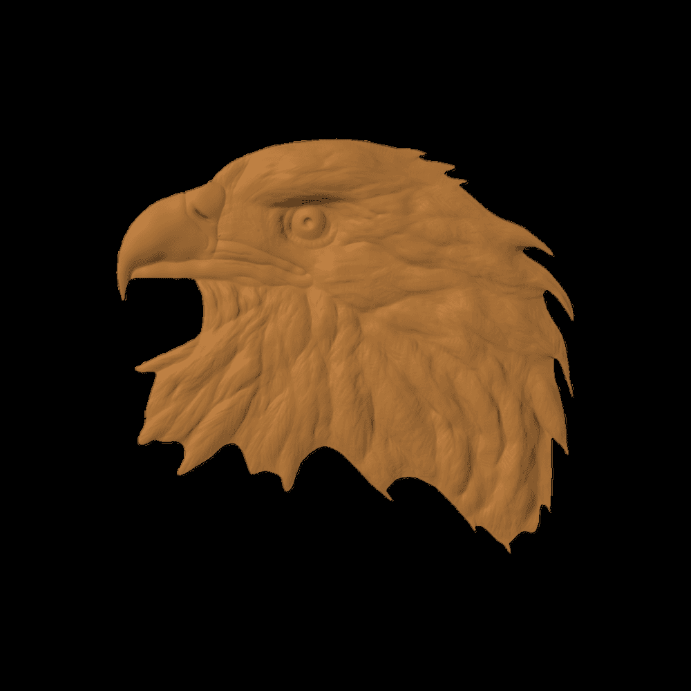 Bald Eagle head